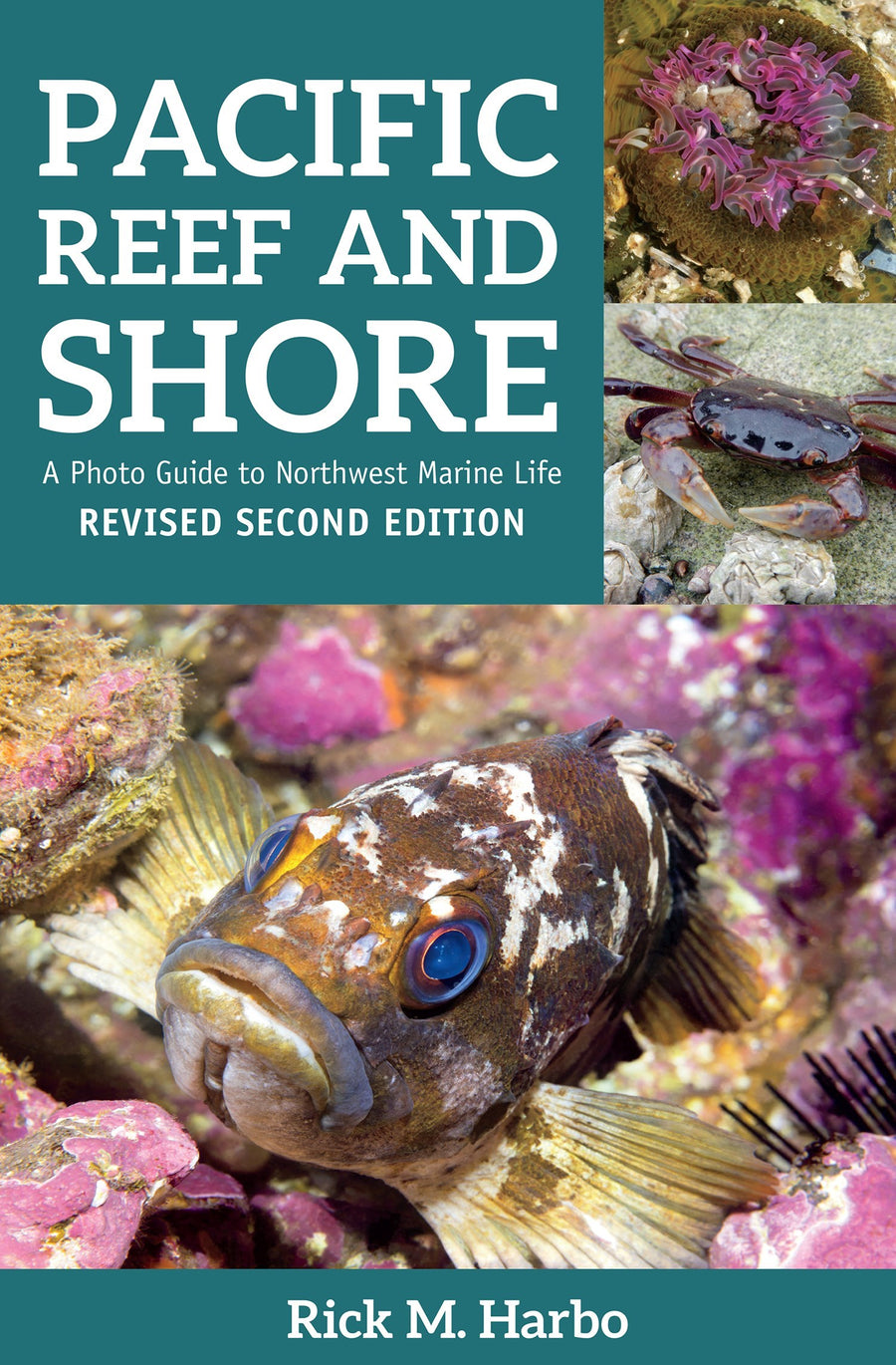 Pacific Reef and Shore : A Photo Guide to Northwest Marine Life