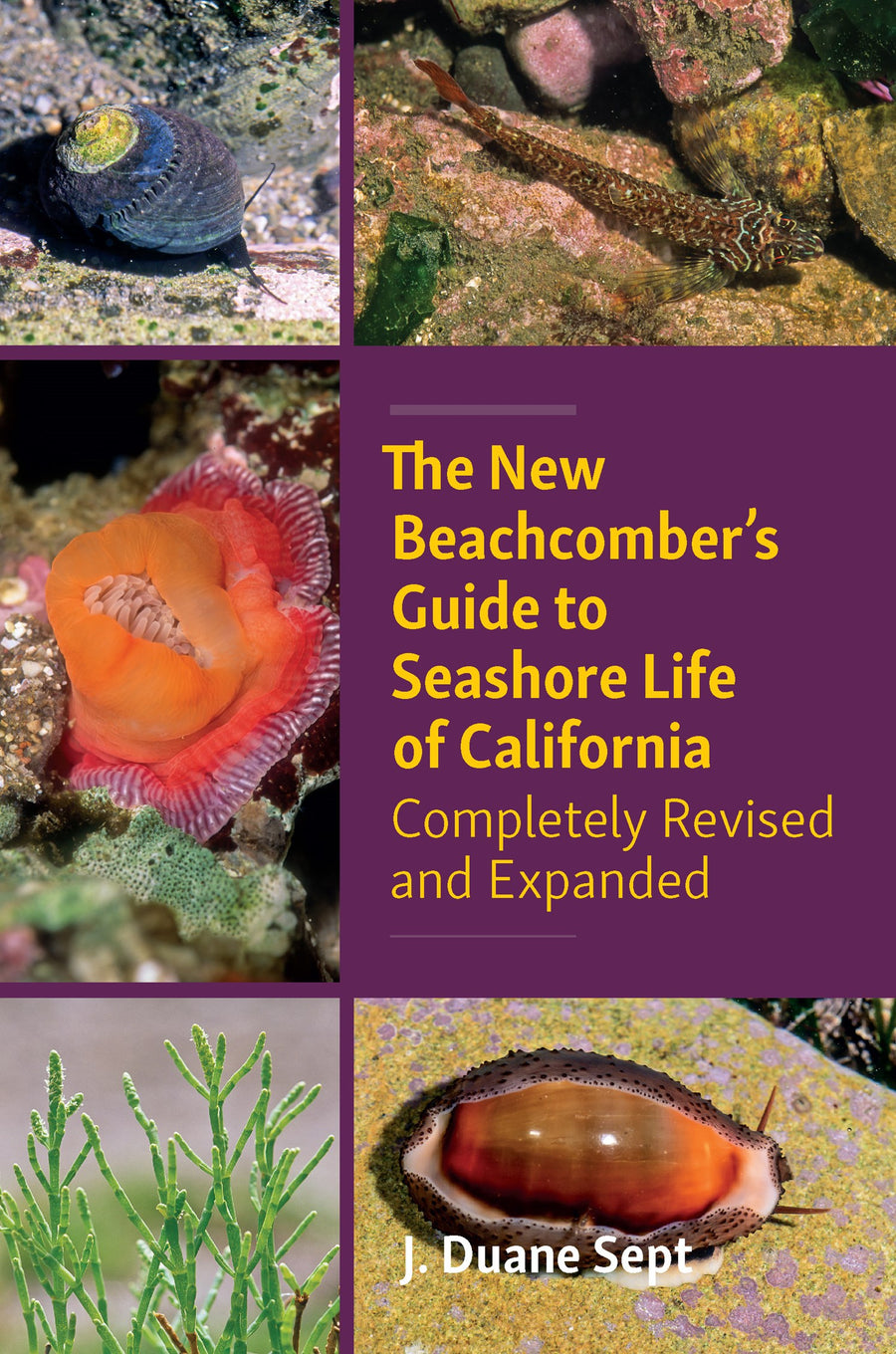 The New Beachcomber’s Guide to Seashore Life of California : Completely Revised and Expanded